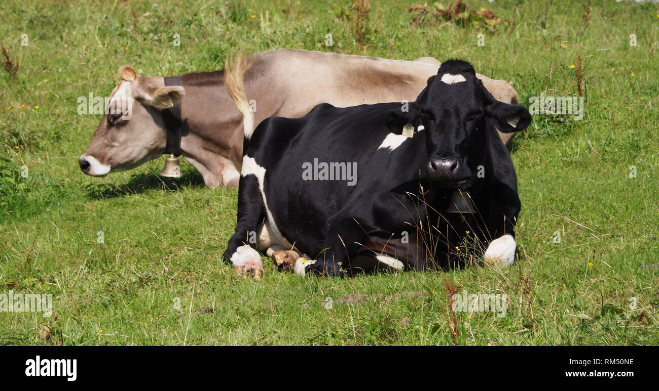 Dans les pâturages des troupeaux de bovins Banque D'Images