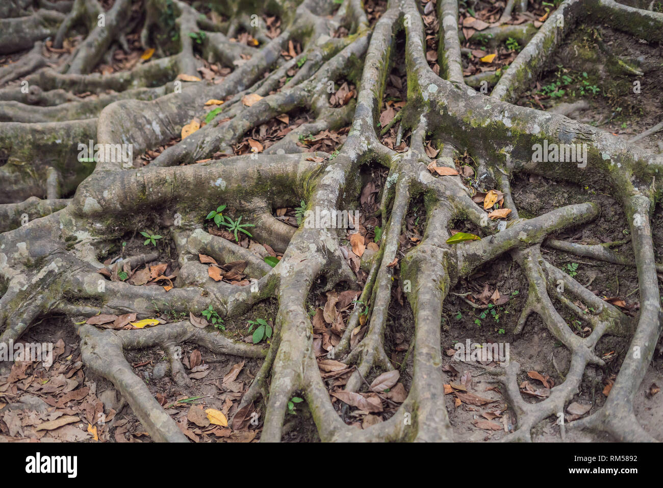 L'ancien et arbre géant dans park Bali, Indonésie Banque D'Images