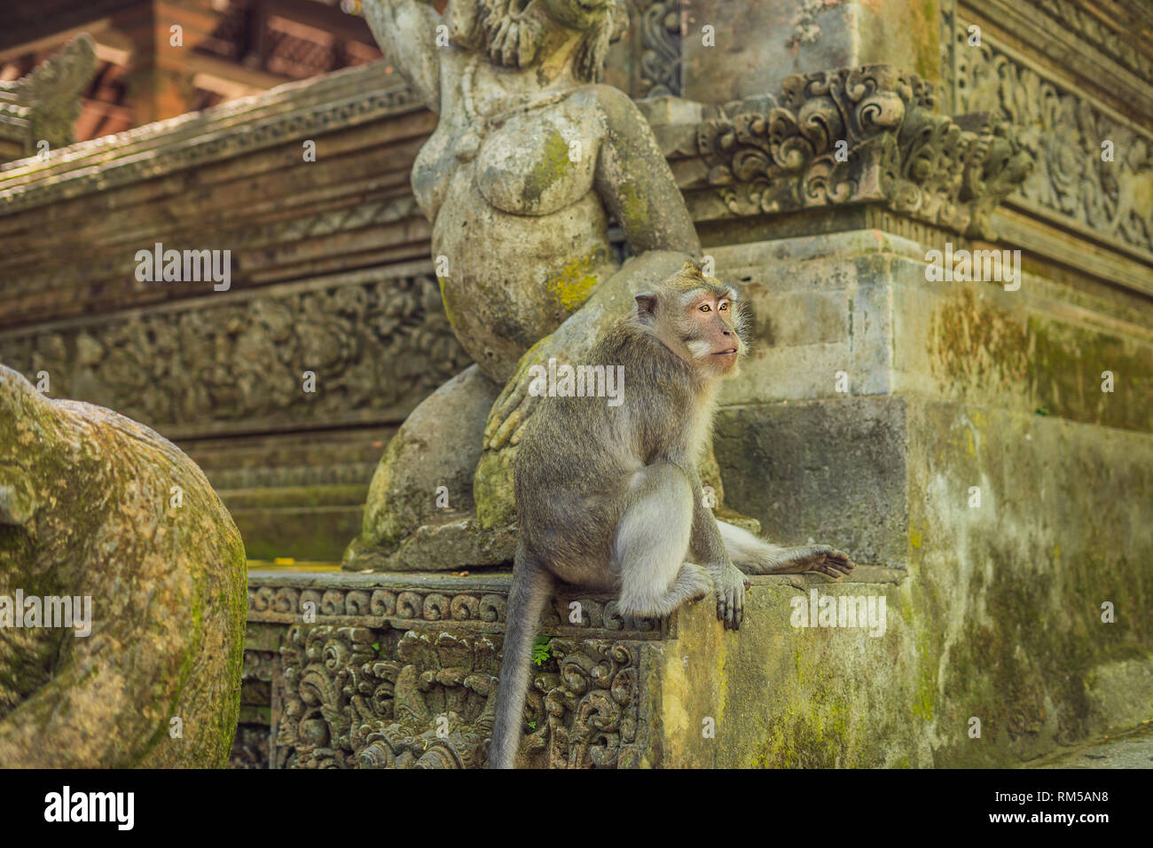 Les macaques à longue queue Macaca fascicularis dans Sacred Monkey Forest, Ubud, Indonésie Banque D'Images