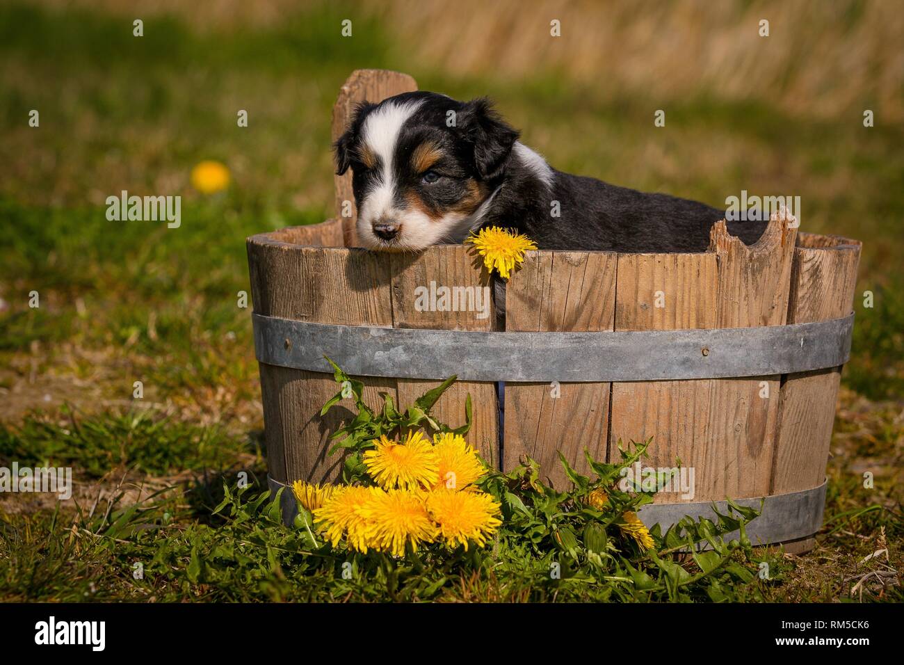 Chiot berger australien dans une baignoire en bois Banque D'Images