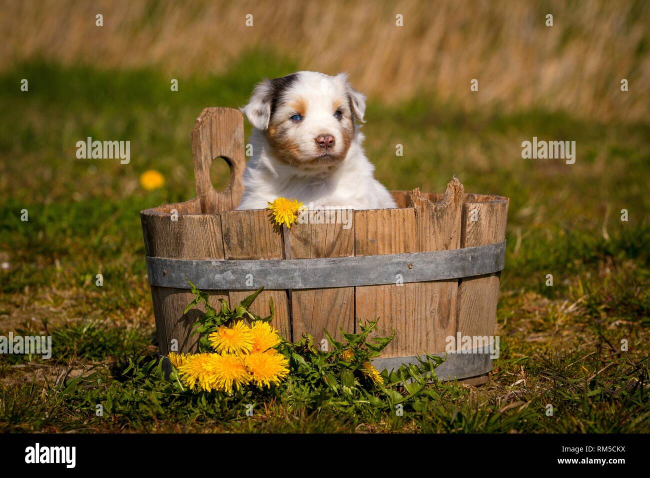 Chiot berger australien dans une baignoire en bois Banque D'Images