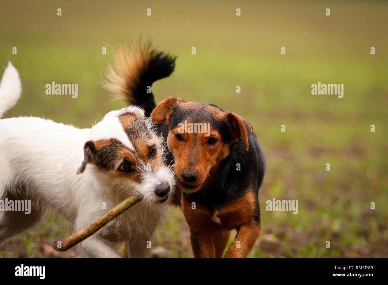 jouer les chiens Banque D'Images