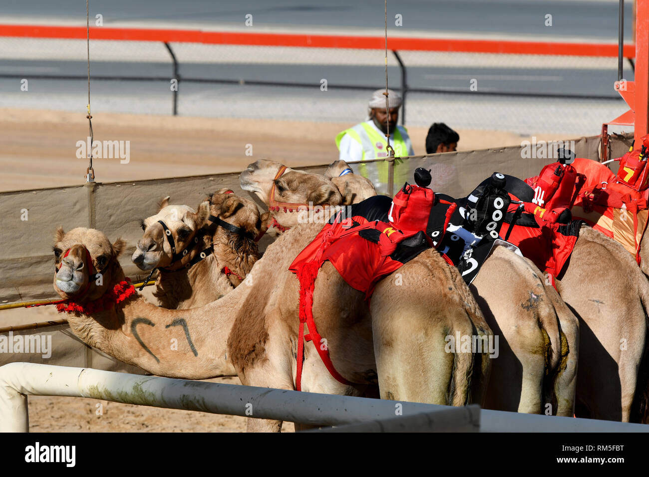 Les chameaux en attente au début pour la prochaine course Banque D'Images