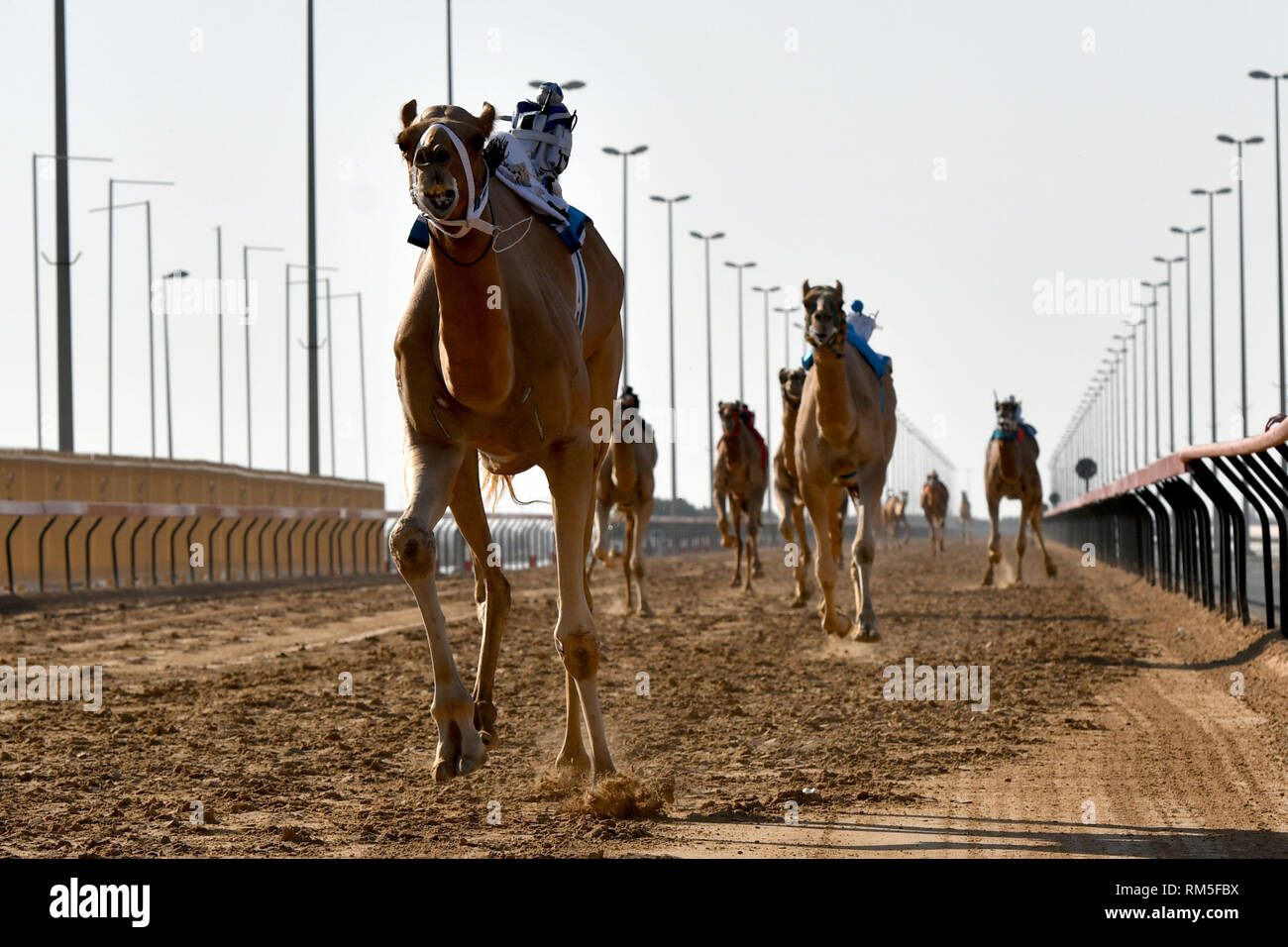 Les chameaux s'exécutant dans une course de chameaux à Dubaï Banque D'Images
