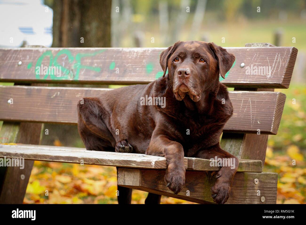 Labrador Retriever couché Banque D'Images