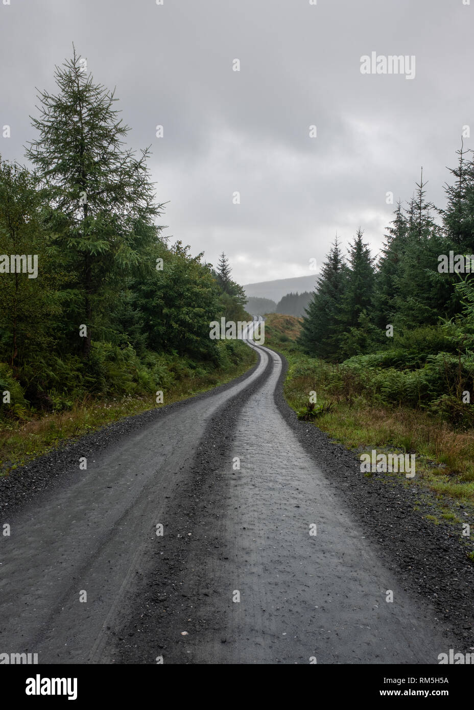 Recherche le long de la célèbre route du Raider piste en gravier Galloway Forest Park sur une journée nuageuse, Dumfries et Galloway, Écosse Banque D'Images