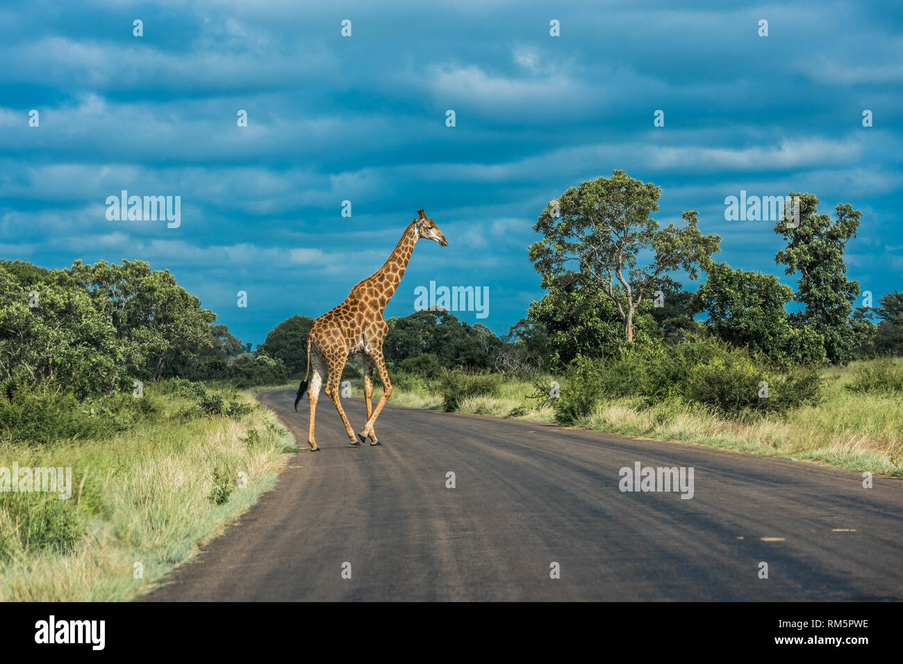 Girafe traversant la rue, Kruger National Park, Afrique du Sud. Banque D'Images