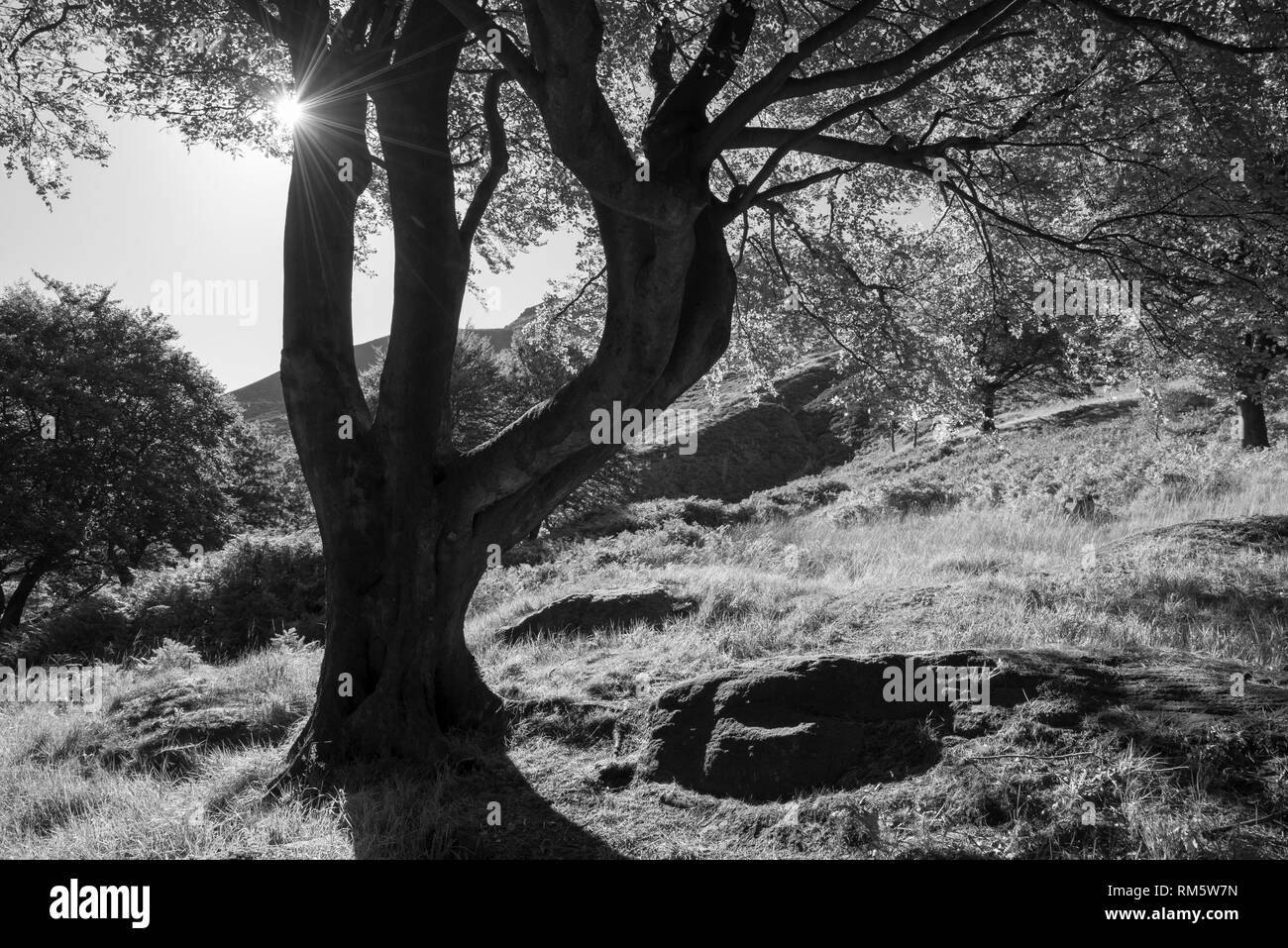 Hêtres matures dans les collines près de Dove réservoir en pierre, Greenfield, Peak District, l'Angleterre. Banque D'Images