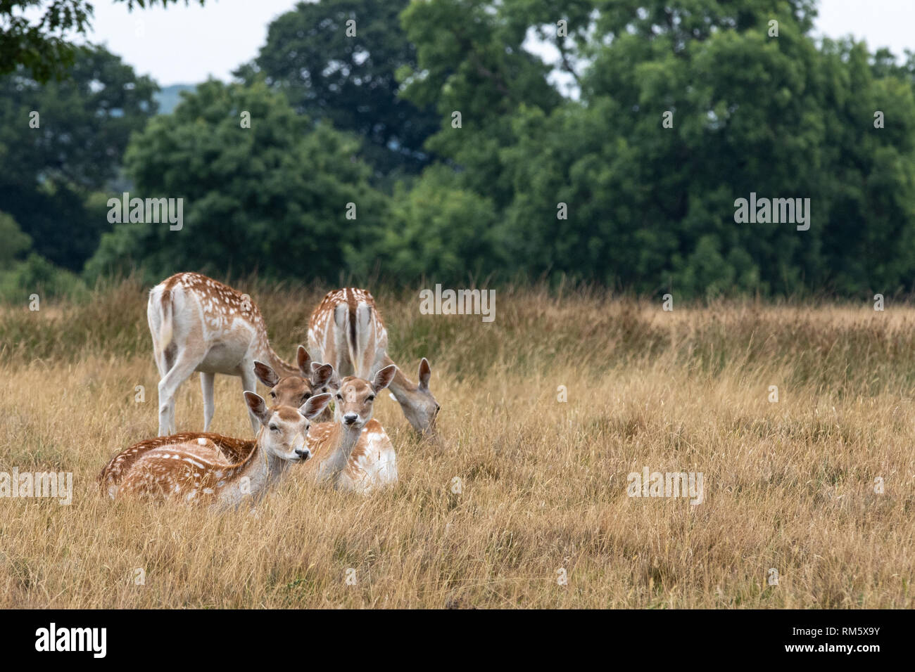 Le daim (Dama dama) à se nourrir dans la prairie Banque D'Images