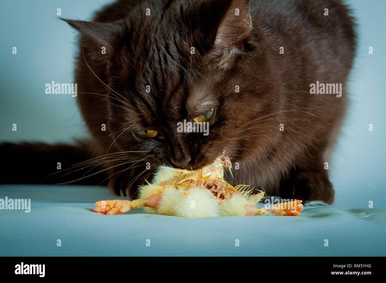 British Shorthair avec chick Banque D'Images