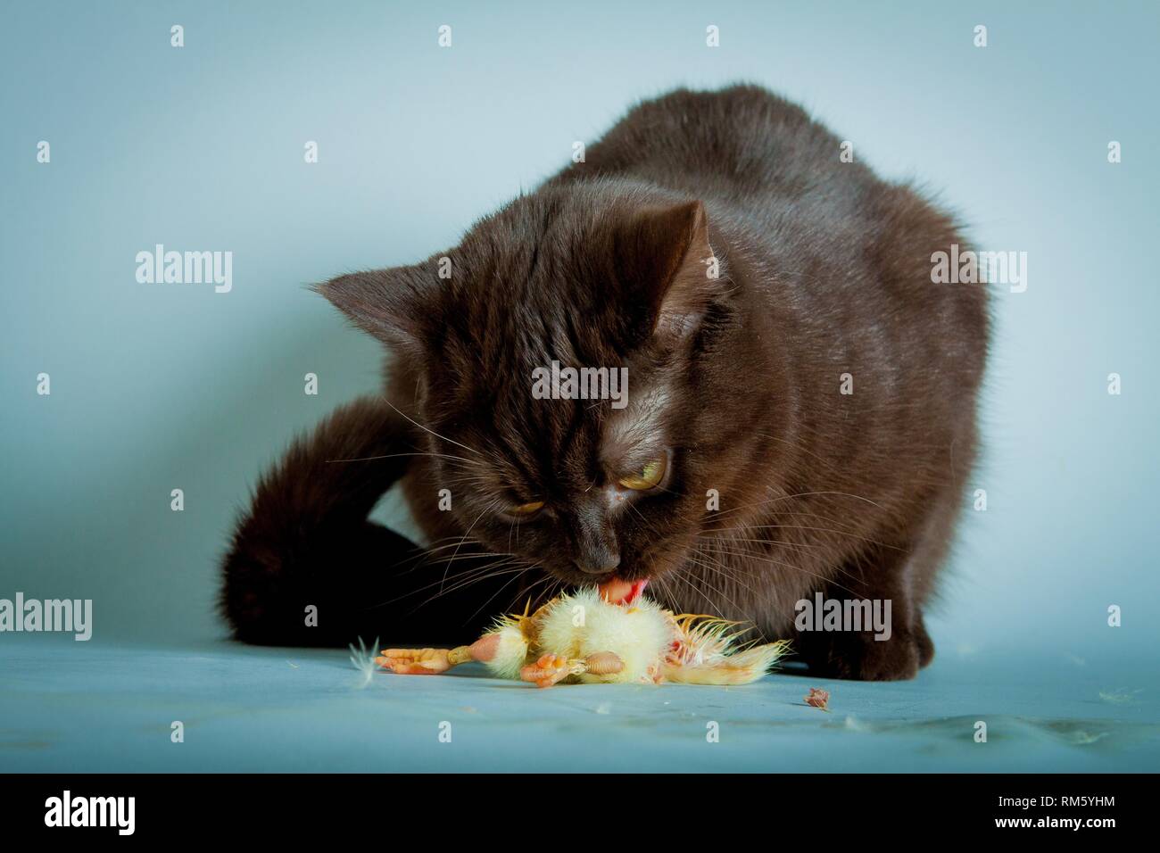 British Shorthair avec chick Banque D'Images