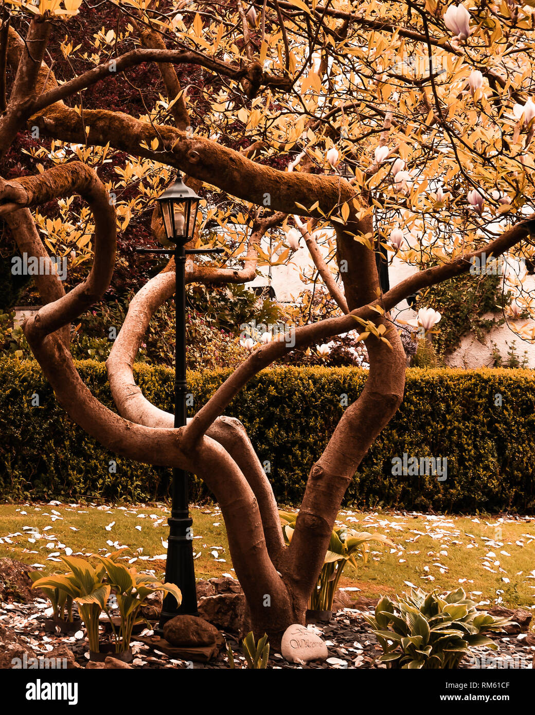 Un arbre ne submerge un lampadaire dans un jardin magnifique et pittoresque en été Banque D'Images