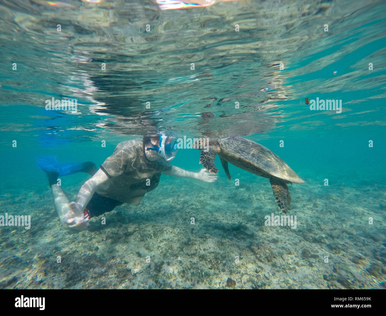 Jeune homme de la plongée avec tuba et nager avec une tortue imbriquée (Eretmochelys imbricata). C'est la plus petite des tortues marines, rarement plus d'un Banque D'Images