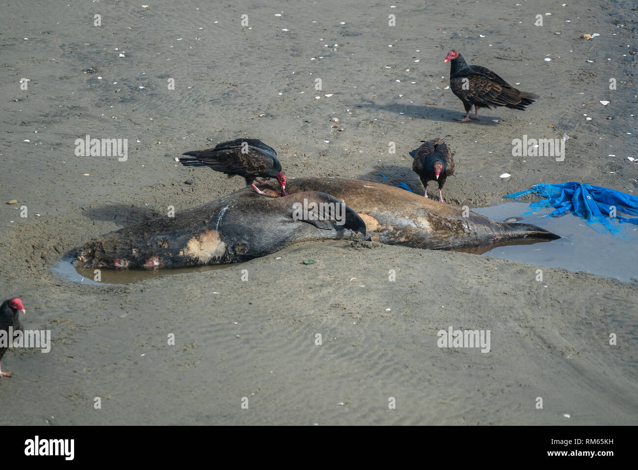 Dead Sea Lion à USA côte du Pacifique avec valtures Banque D'Images