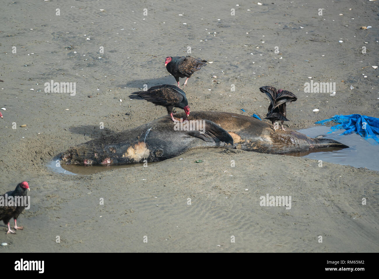 Dead Sea Lion à USA côte du Pacifique avec valtures Banque D'Images