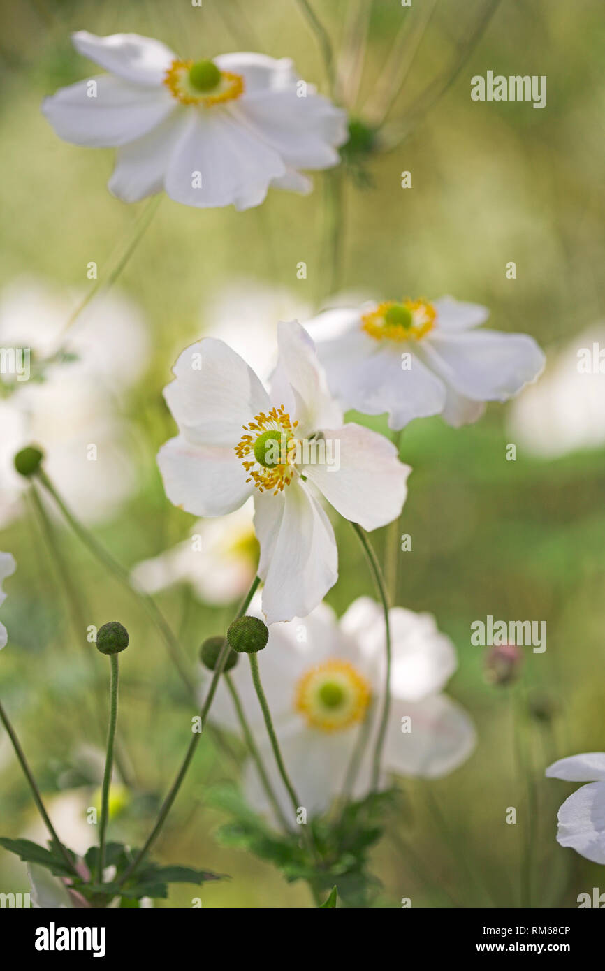 Fleurs Anémone japonaise blanc. Banque D'Images