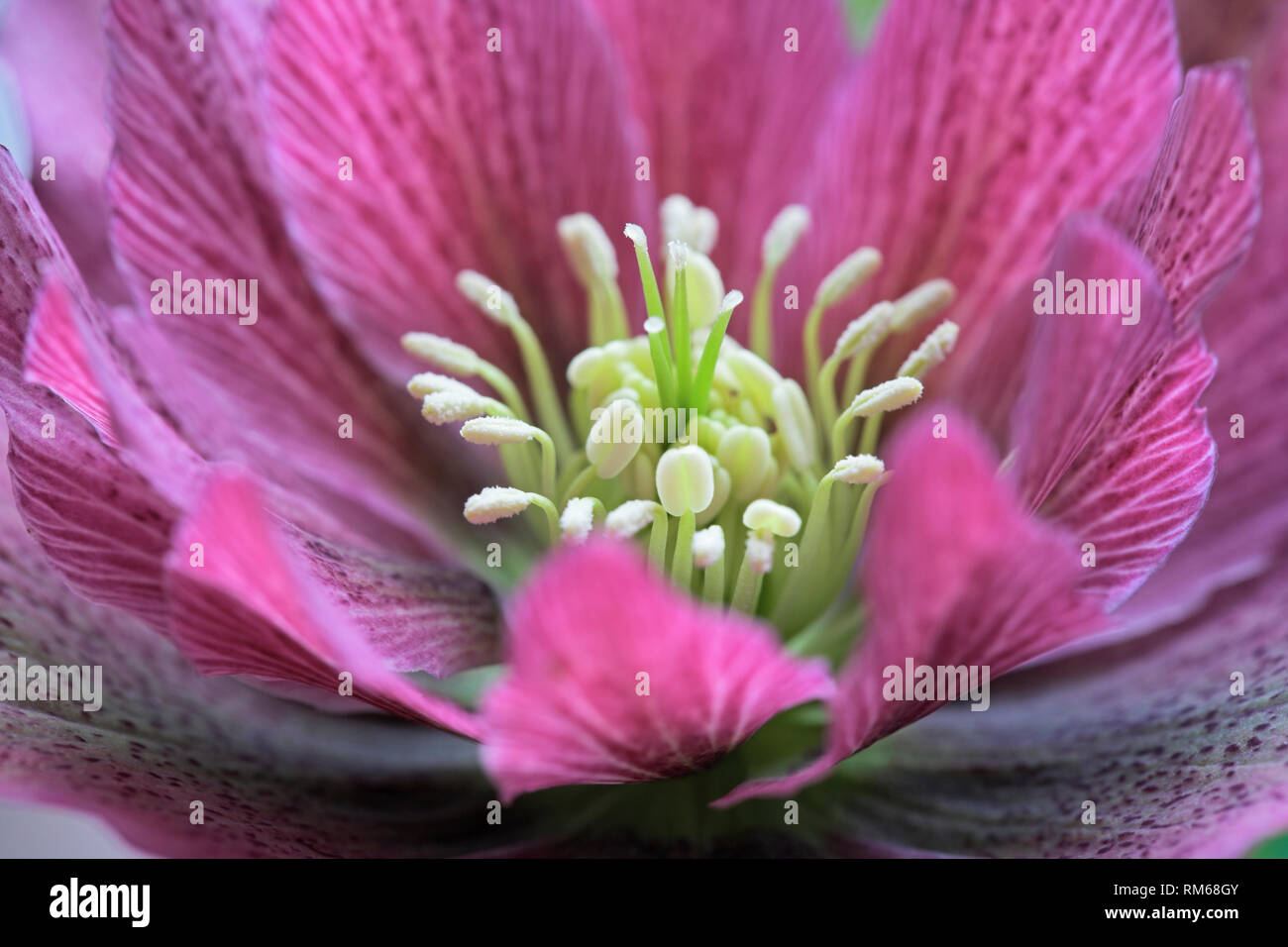 Fleur pourpre rosâtre Hellebore Banque D'Images