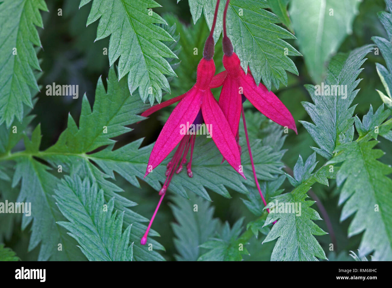 Fleurs Fuchsia rouge. Banque D'Images