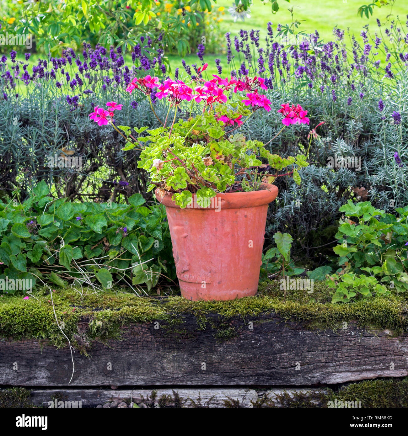 La lavande et le géranium en pot dans un lit. Banque D'Images