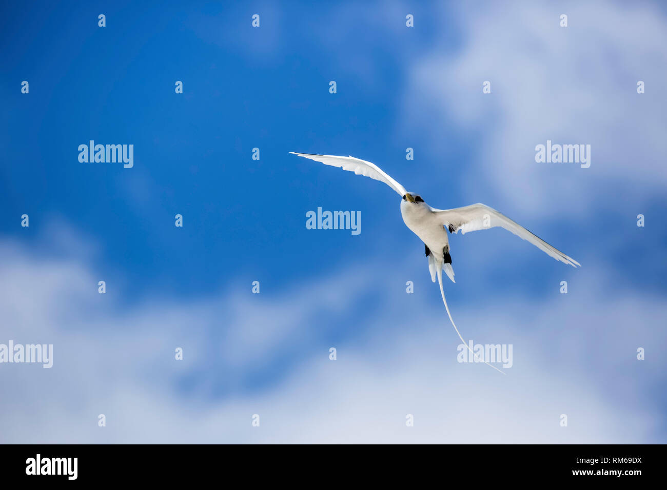 White-queue (Phaethon lepturus) en vol. Photographié sur Bird Island, Seychelles. Banque D'Images