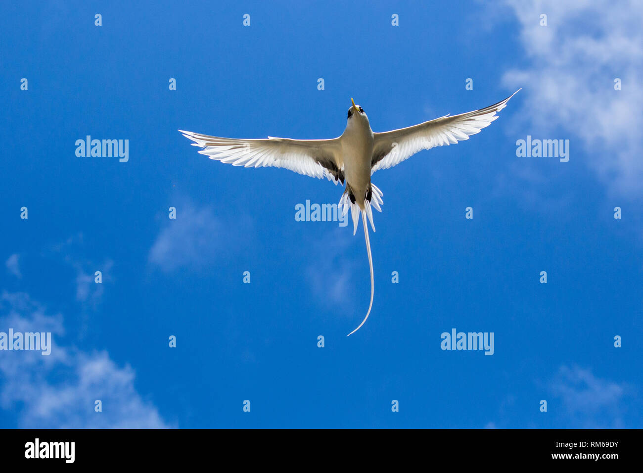 White-queue (Phaethon lepturus) en vol. Photographié sur Bird Island, Seychelles. Banque D'Images