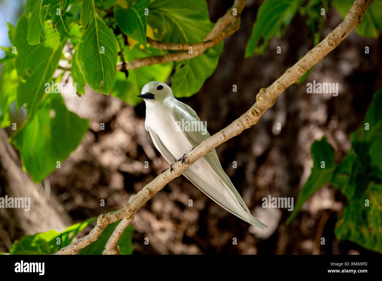 L'un blanc ou blanc de sternes de Dougall (Gygis alba fée) dans un arbre. Photographié sur l'île Cousin, dans les Seychelles, un groupe d'îles au nord de Madagascar je Banque D'Images