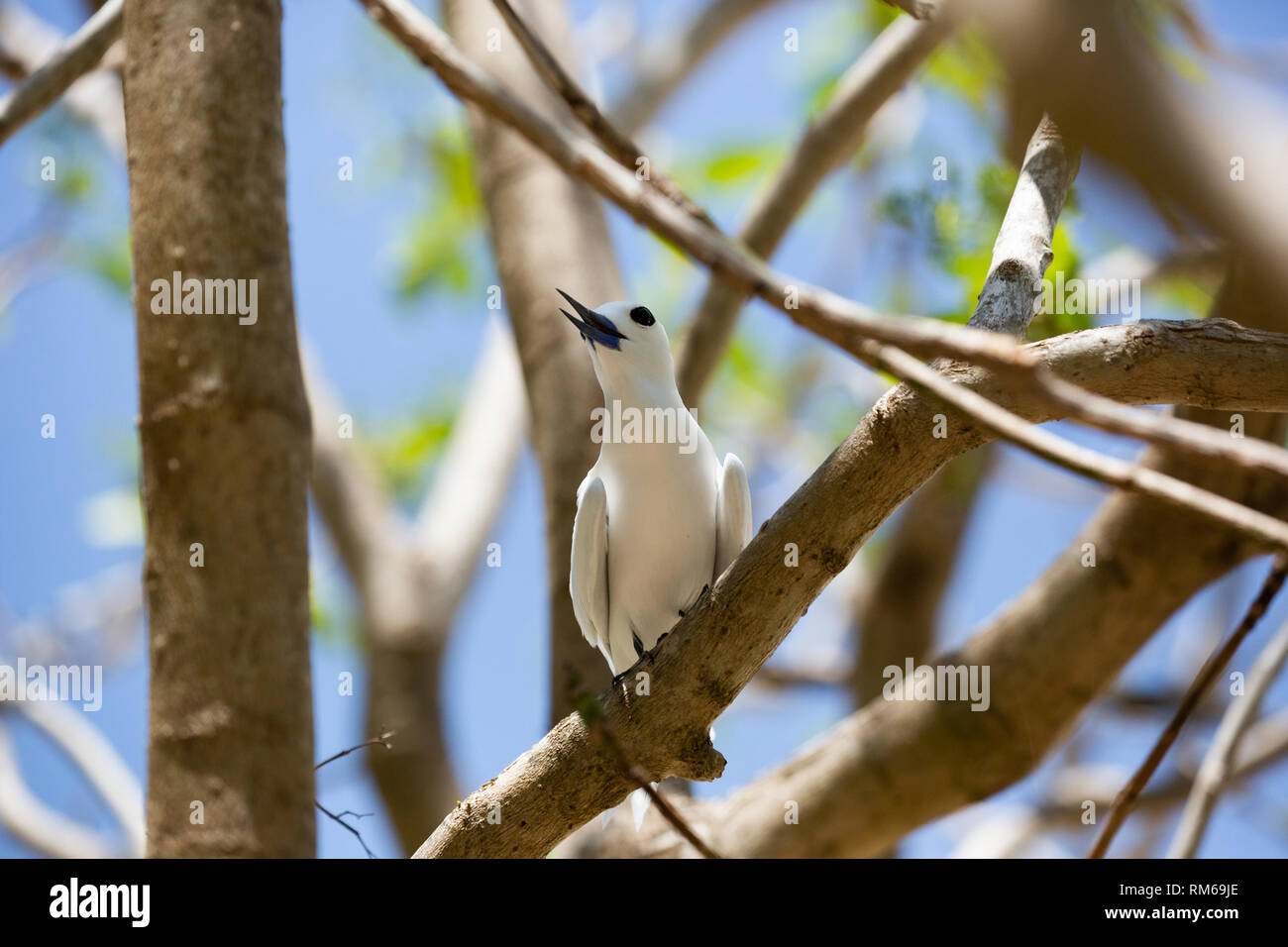 L'un blanc ou blanc de sternes de Dougall (Gygis alba fée) dans un arbre. Photographié sur l'île Cousin, dans les Seychelles, un groupe d'îles au nord de Madagascar je Banque D'Images