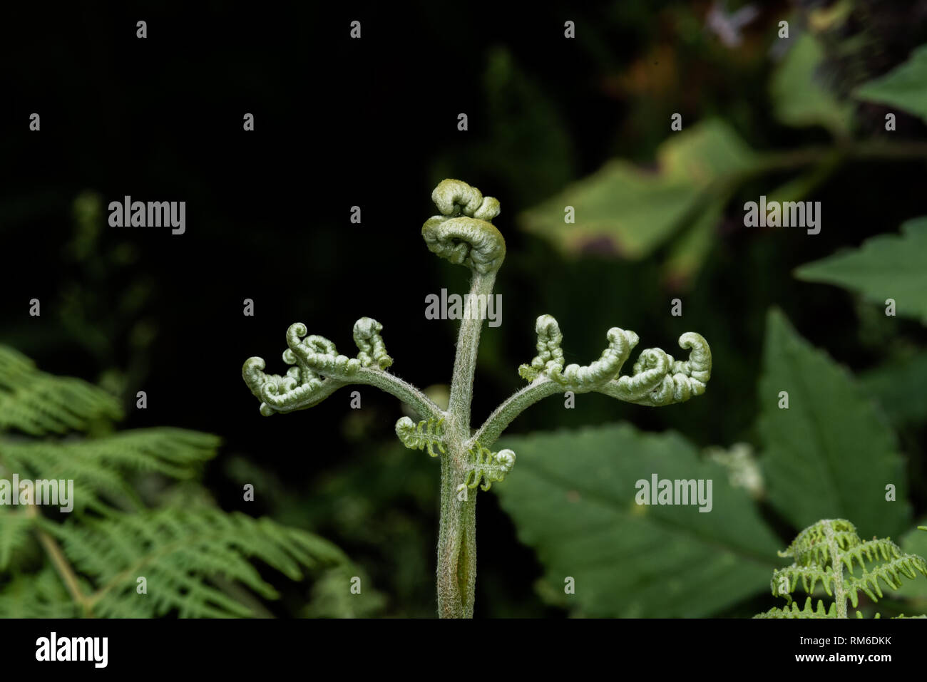 Une nouvelle fronde de fougère en commençant à déployer. Banque D'Images