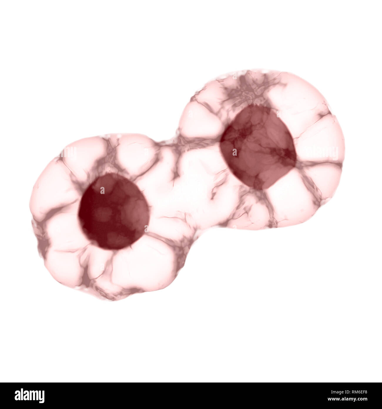 La mitose, le processus de la division cellulaire et la multiplication. Concept scientifique médecine Banque D'Images