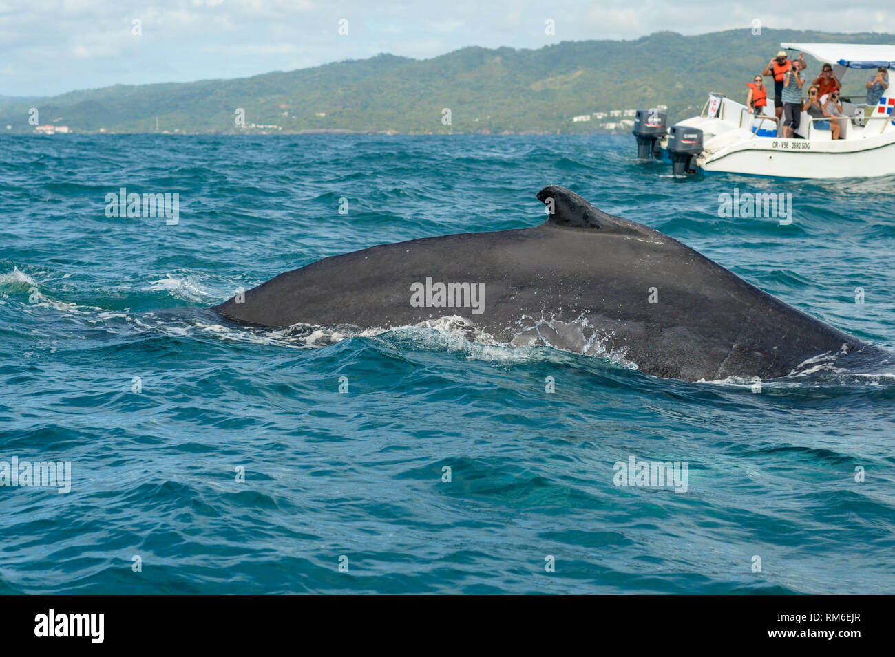 Les baleines à bosse violation et sauter de la Caraïbes eaux au large de la côte de Samana, la République dominicaine, le 23 janvier 2019. Banque D'Images