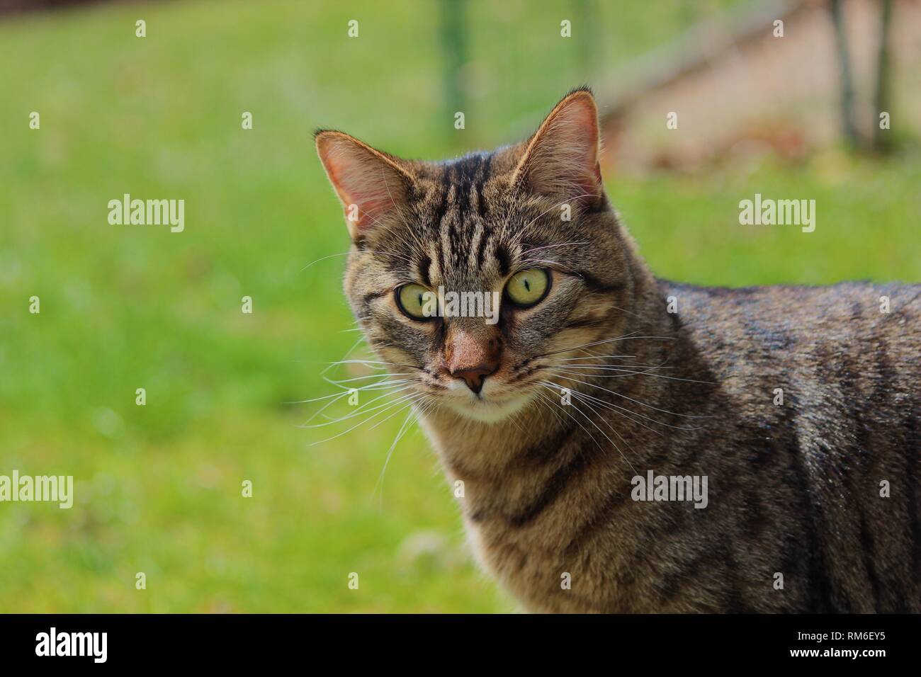 Un homme tigre et mainecoon mix cat en extérieur dans l'herbe. Banque D'Images