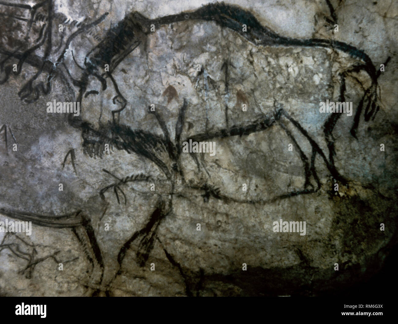 Grotte de Niaux. Salle Noire de bord. Peinture de l'Bison, exécuté dans un style black-décrits. La fin du paléolithique supérieur. Culture magdalénienne, ch. 13,000 BCE. L'Ariège, le sud-ouest de la France. L'Europe. Banque D'Images