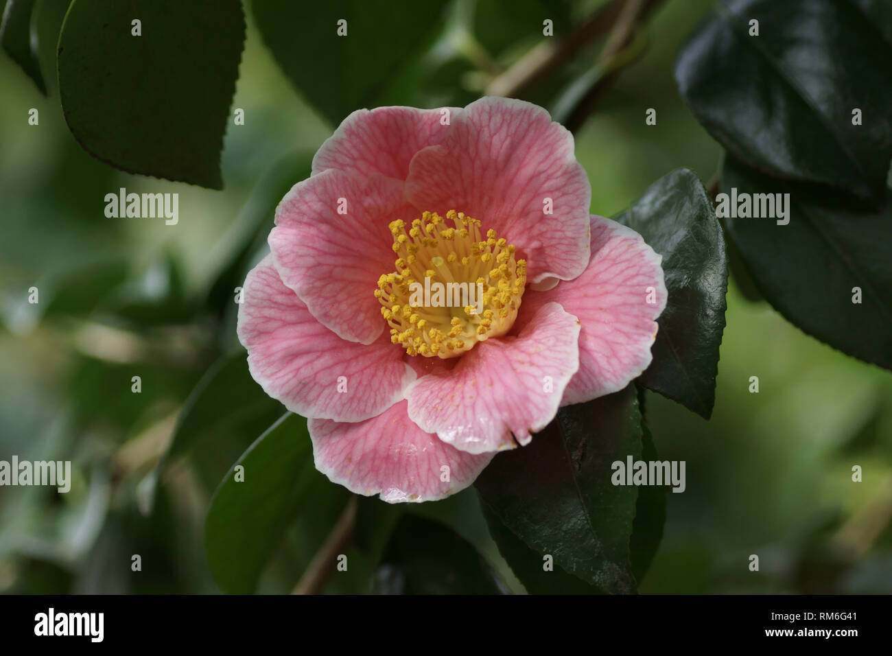 Camellia japonica 'Adelina Patti' à Clyne gardens, Swansea, Pays de Galles, Royaume-Uni. Banque D'Images
