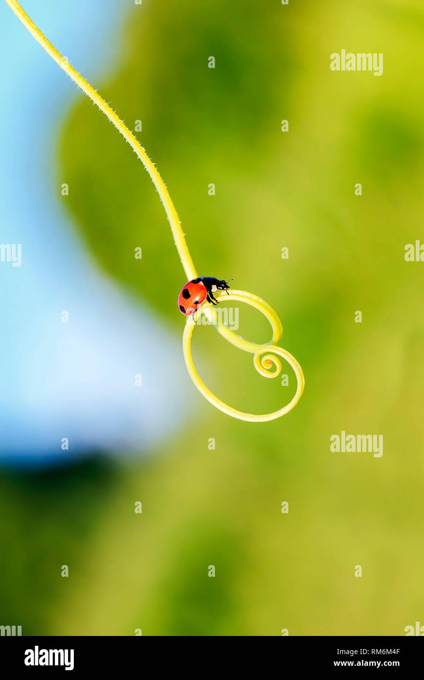 Coccinelle rouge de ramper sur l'herbe verte dans une spirale en été Sunny meadow Banque D'Images