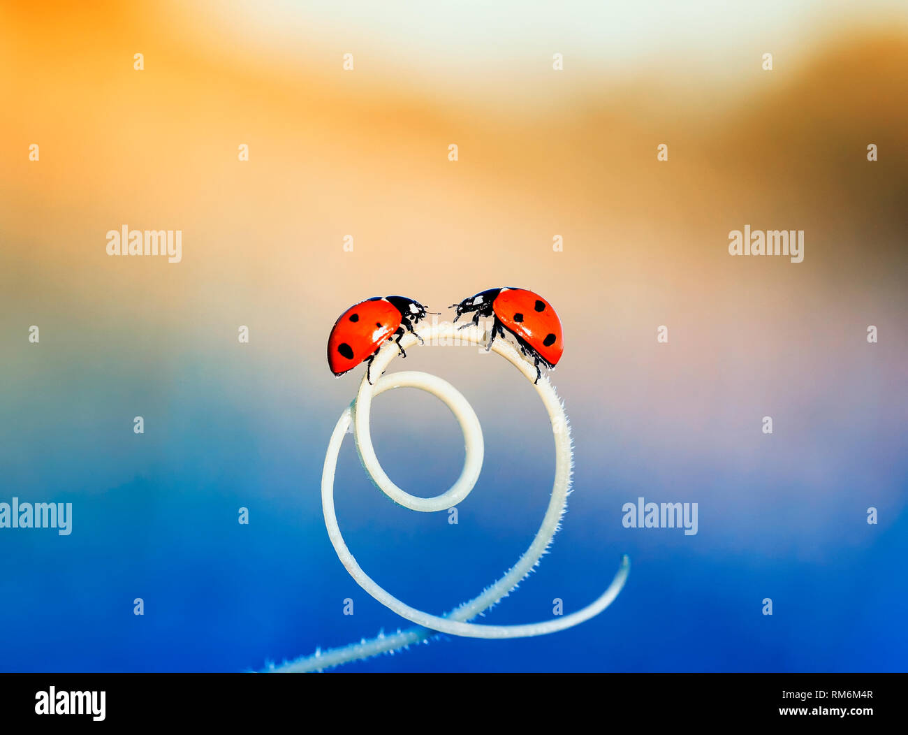 Deux coccinelles rouges rampant l'un vers l'autre sur l'herbe verte panneaux dans une spirale en été Sunny meadow Banque D'Images