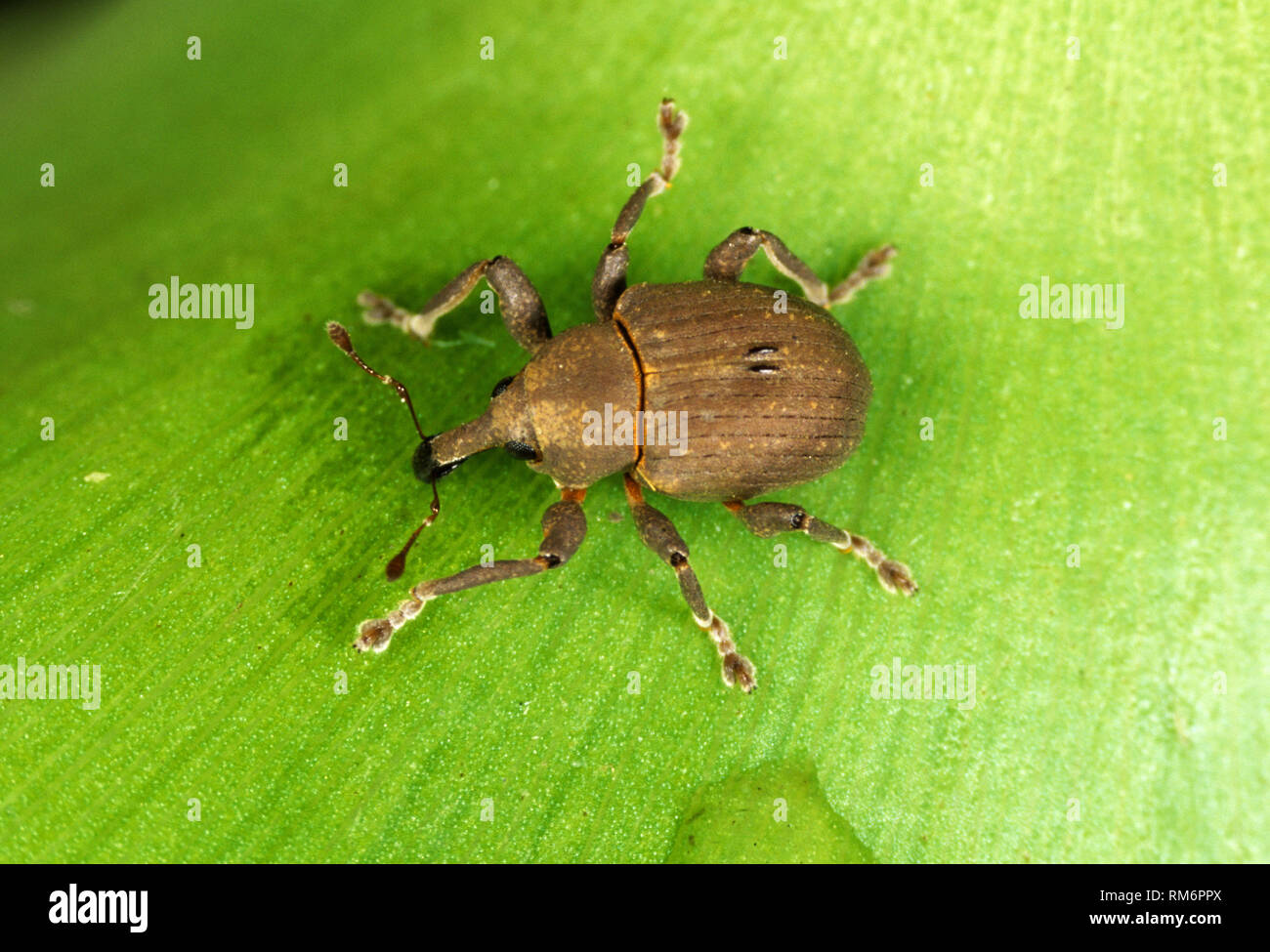 (Neochetina eichhorniae un charançon) introduit en Thaïlande pour contrôler l'eau pourrie Banque D'Images