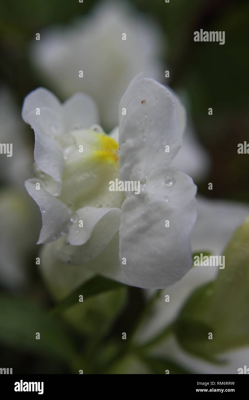 Antirrhinum blanc fleur Banque D'Images