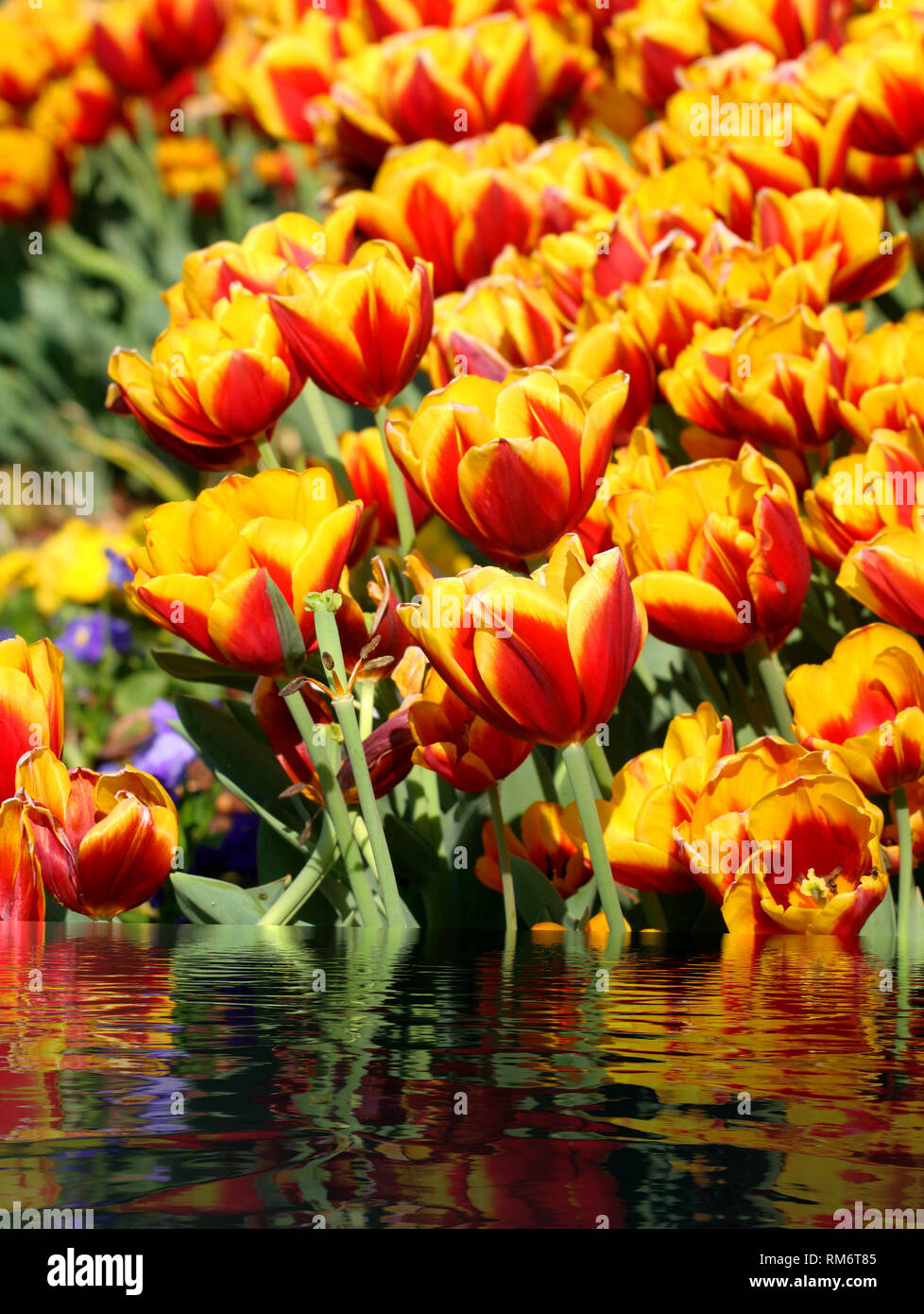 Un lit de tulipes rouges et jaunes sur le bord d'un lac Banque D'Images