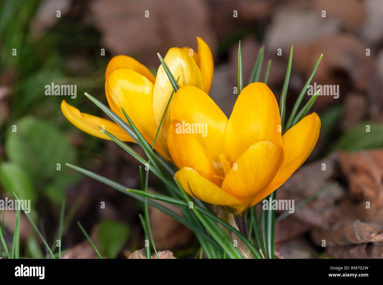Deux fleurs crocus jaune ouvert sur bokeh background jardinier au début du printemps Banque D'Images
