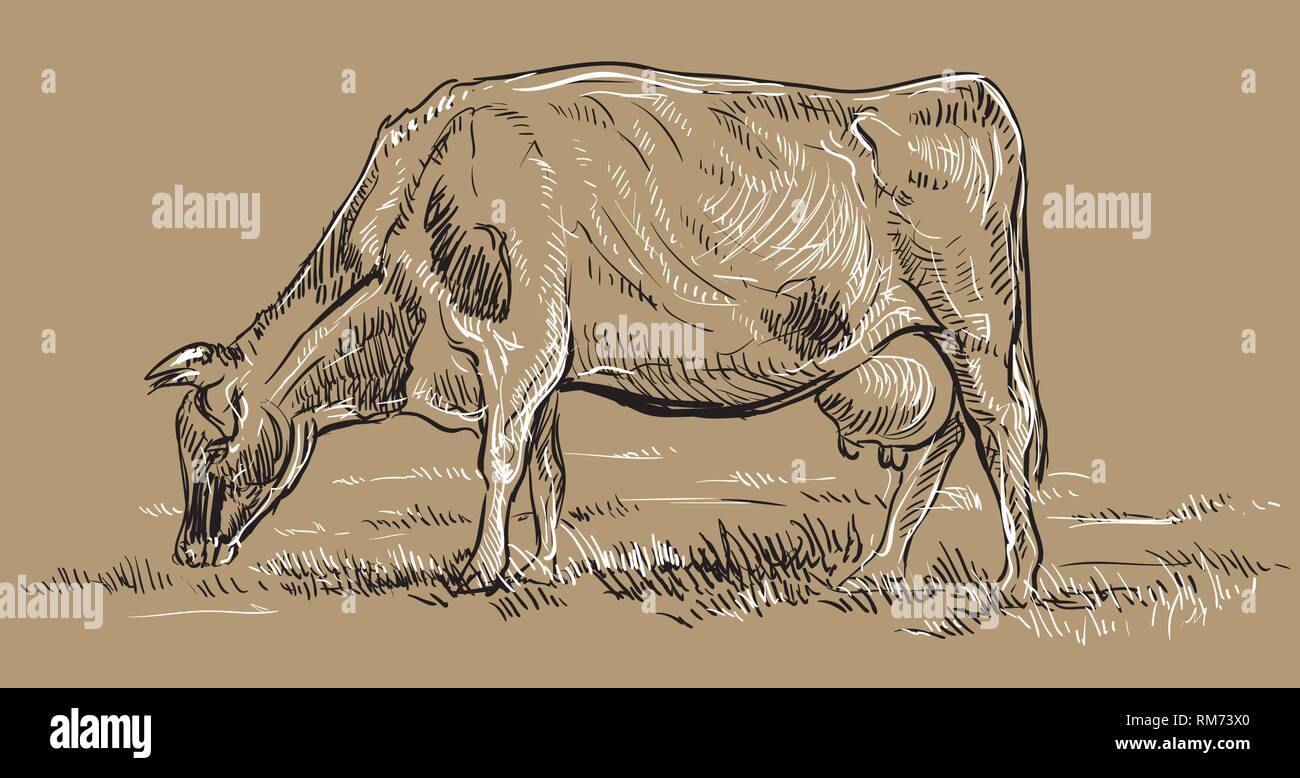 Vector Illustration dessin à la main sur les pâturages de vache debout dans profil. Dessin vectoriel monochrome illustration croquis en noir et blanc couleurs isol Illustration de Vecteur Vector Illustration dessin à la main sur les pâturages de vache debout dans profil. Dessin vectoriel monochrome illustration croquis en noir et blanc couleurs isol Illustration de Vecteur
