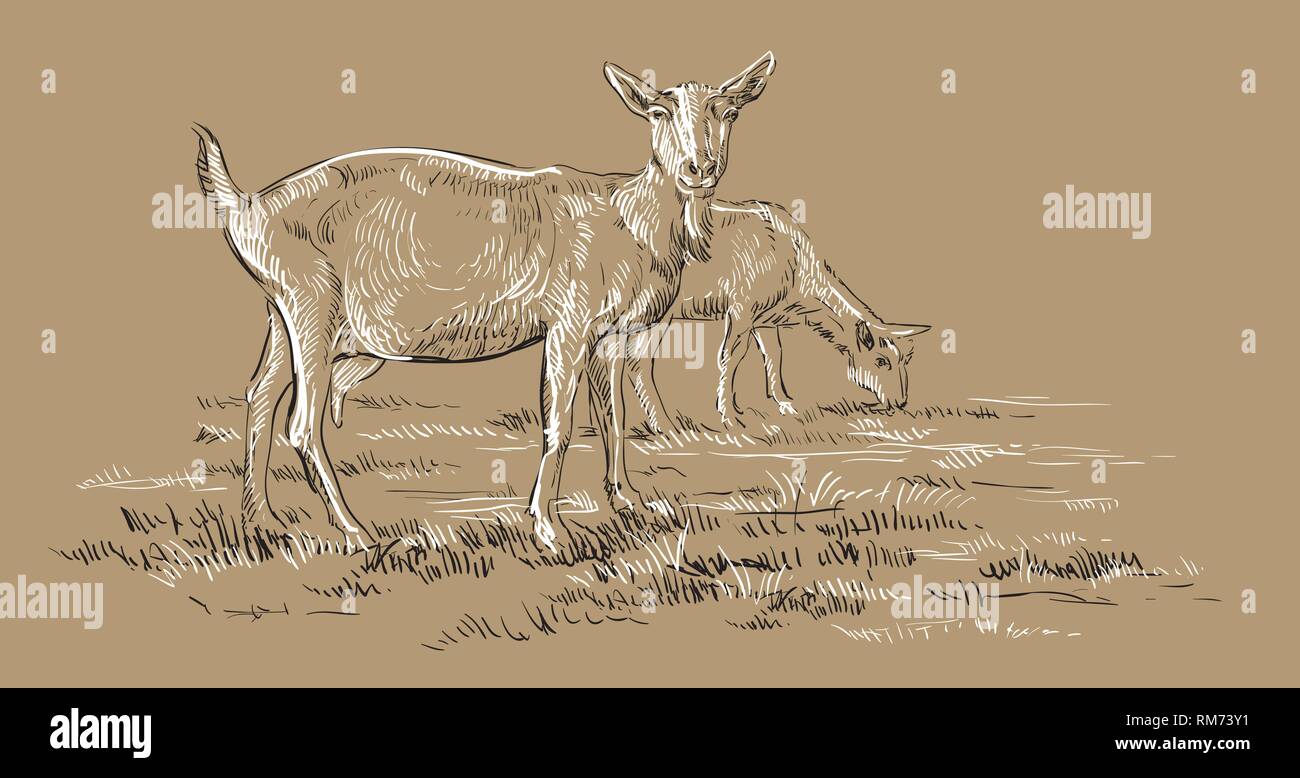 Vector Illustration dessin à la main les chèvres au pâturage debout dans profil. Dessin vectoriel monochrome illustration croquis en noir et blanc couleurs est Illustration de Vecteur