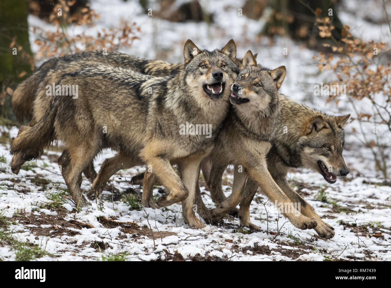 Meute de loups (Canis lupus) en forêt d'hiver, Neuhaus, Basse-Saxe, Allemagne Banque D'Images