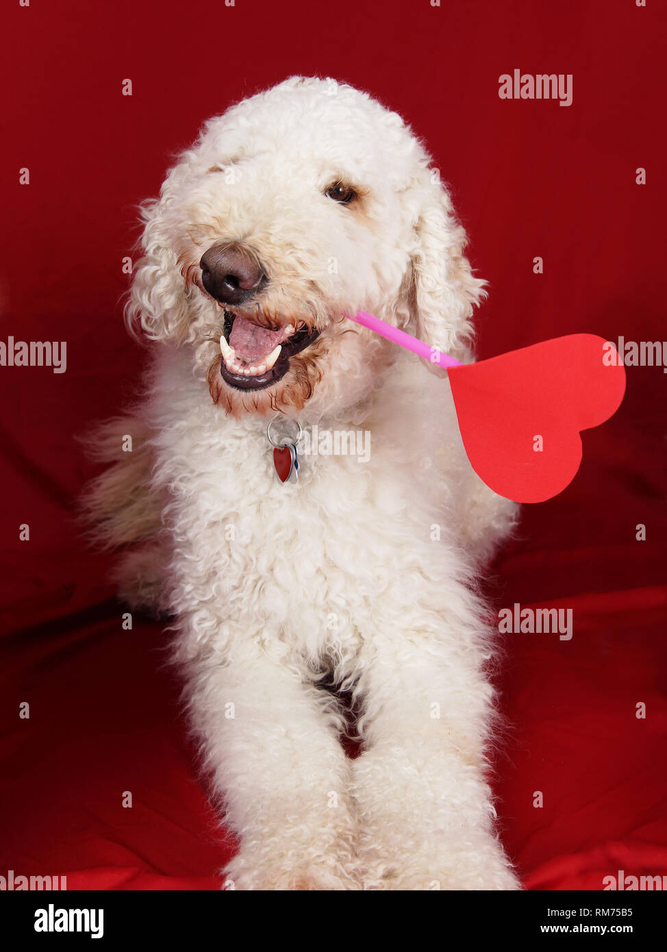Funny goldenddoodle avec chien coeur amour ou Valentine's day card Banque D'Images