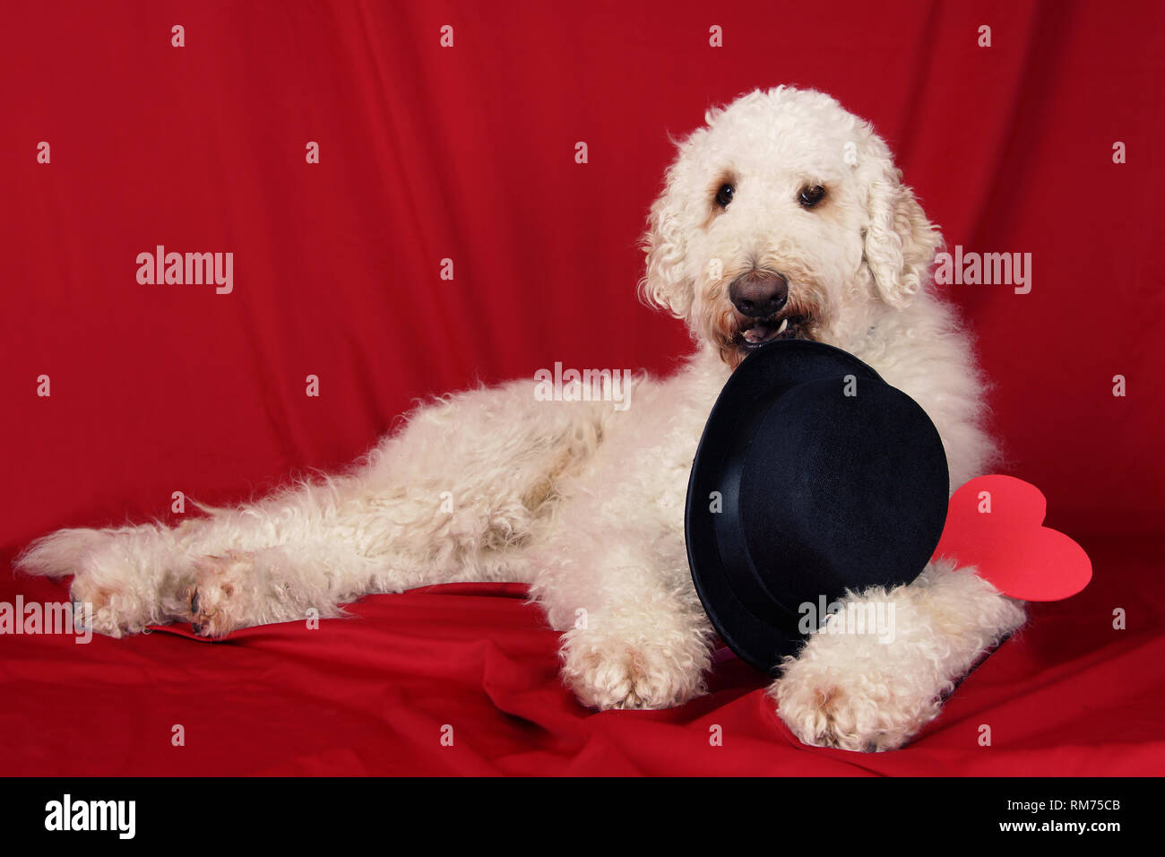 Funny goldendoodle affectueux chien avec chapeau et coeur, Valentine's day card Banque D'Images