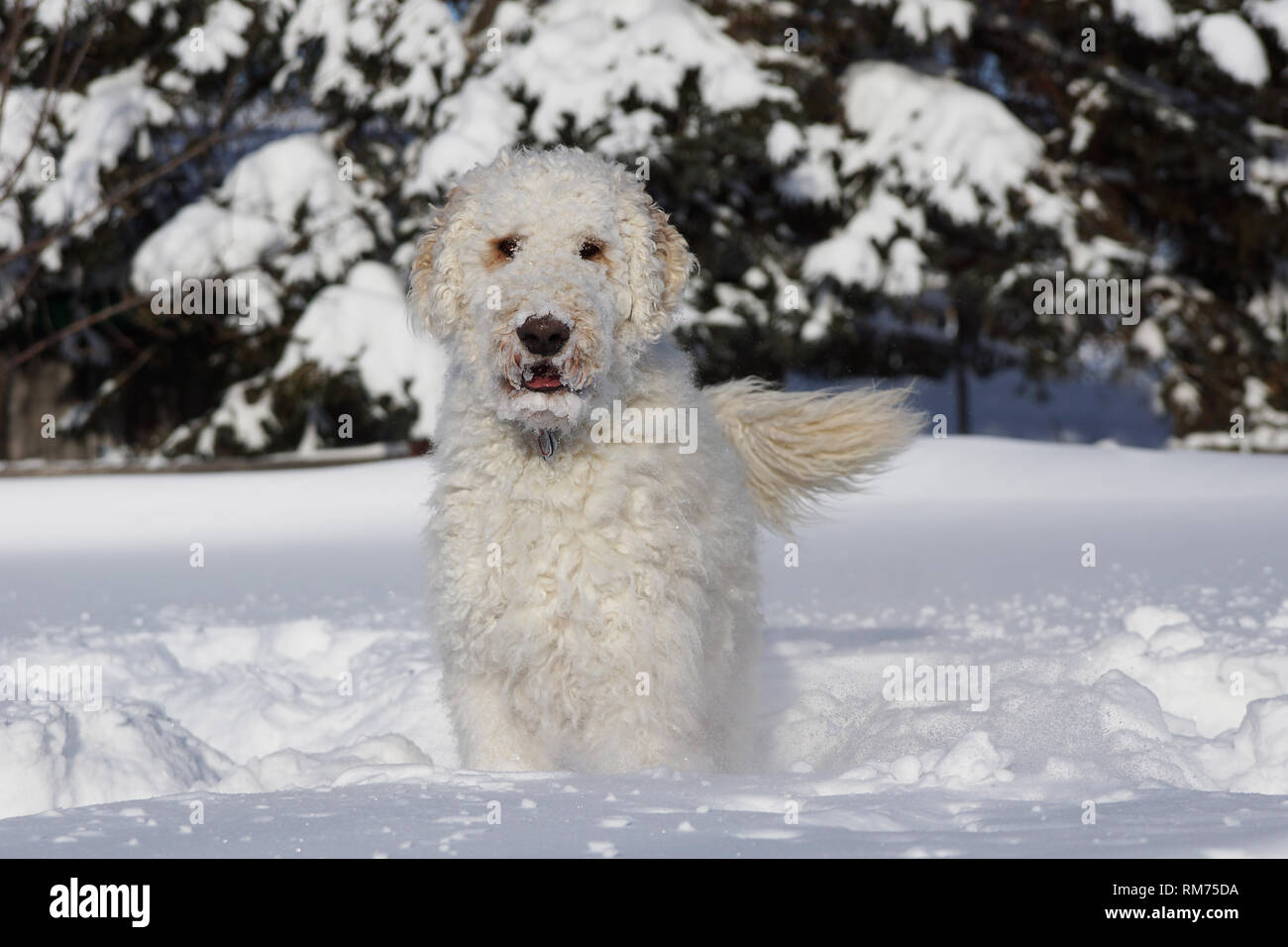 Goldendoodle mignon chien jouant dans la neige froide Banque D'Images