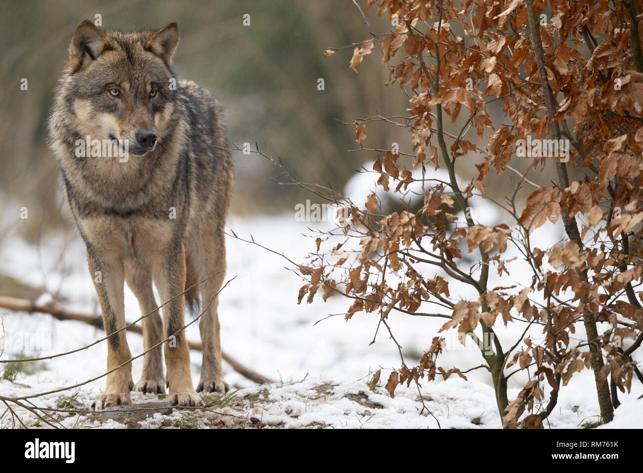 Loup (Canis lupus) en forêt d'hiver, Neuhaus, Basse-Saxe, Allemagne Banque D'Images