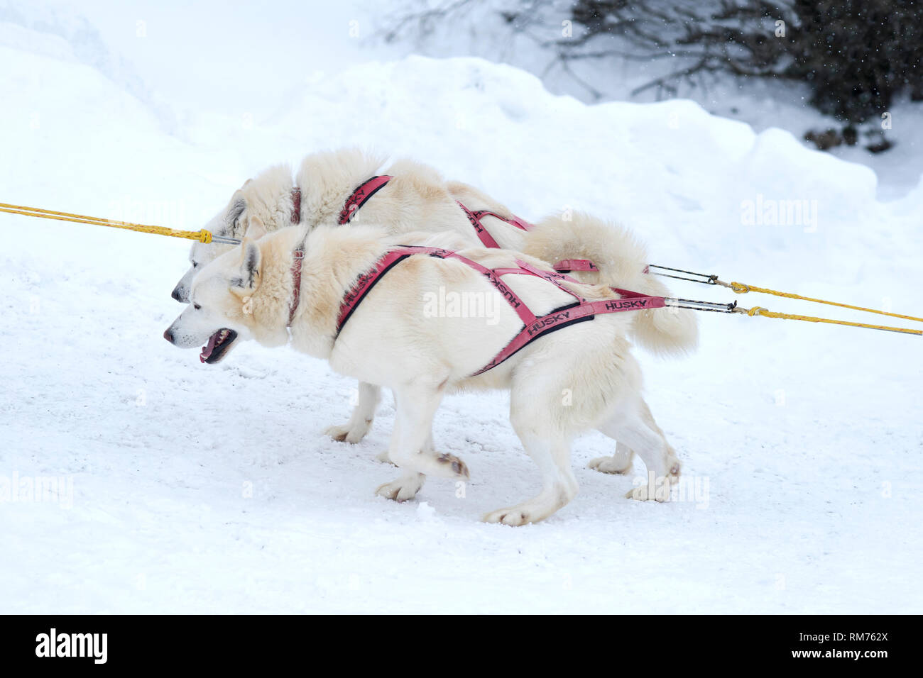 Paire de chiens husky de l'équipe tirant la luge durant la course sur la neige en hiver. Banque D'Images