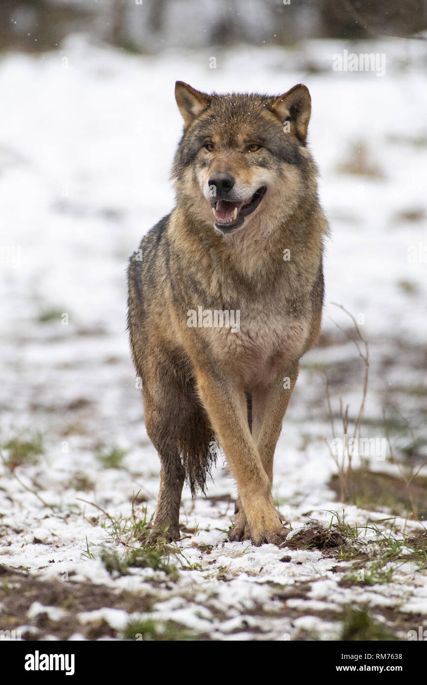 Loup (Canis lupus) en forêt d'hiver, Neuhaus, Basse-Saxe, Allemagne Banque D'Images