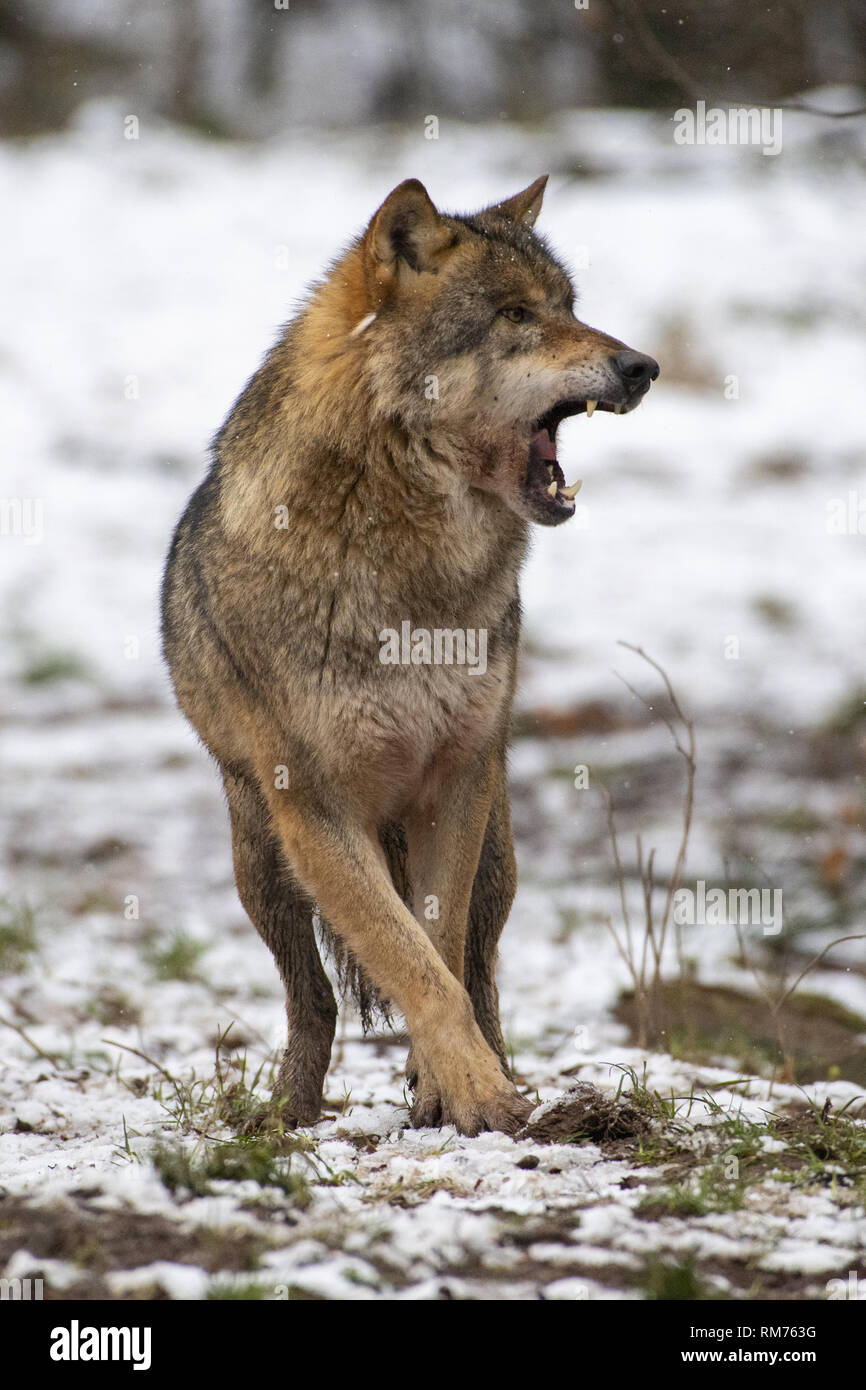 Loup (Canis lupus) en forêt d'hiver, Neuhaus, Basse-Saxe, Allemagne Banque D'Images