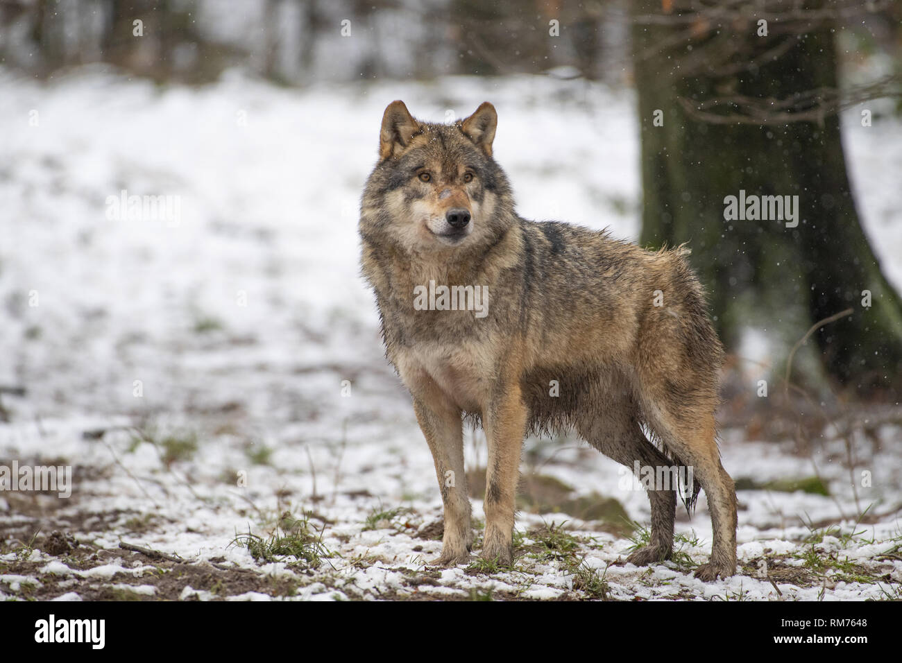 Loup (Canis lupus) en forêt d'hiver, Neuhaus, Basse-Saxe, Allemagne Banque D'Images